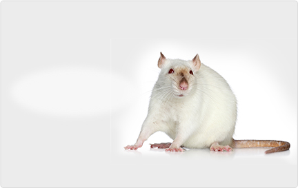 Rat